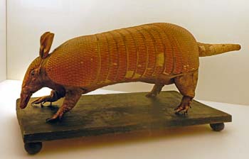 Animali2 Armadillo