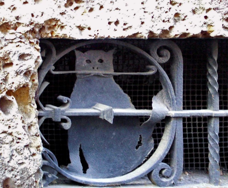 gattodicorsomonforte.jpg