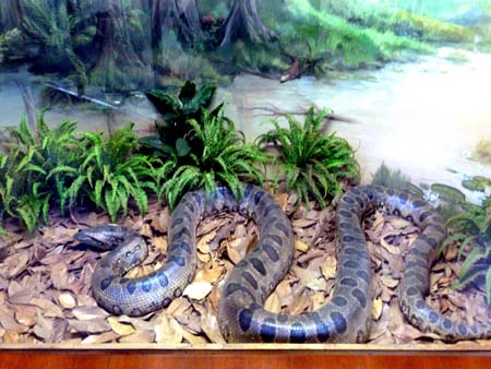 Anaconda1