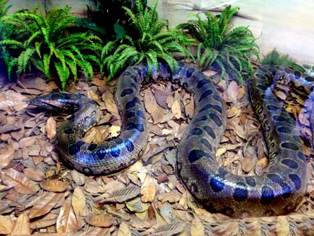 Anaconda2