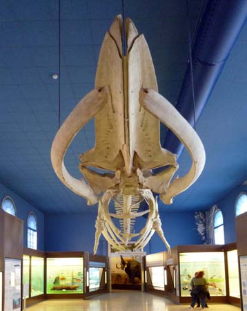 Balenottera3