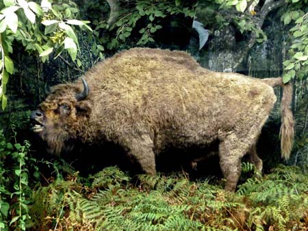 BisonteEuropeo