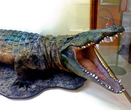 Coccodrillo2