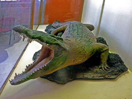 Coccodrillo3