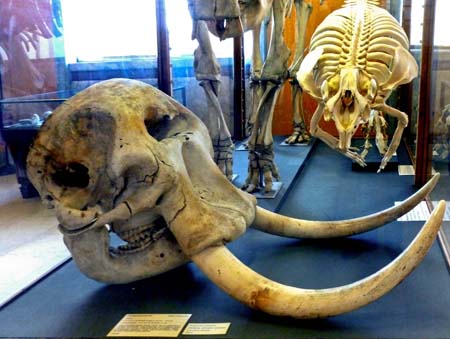 Elefante4