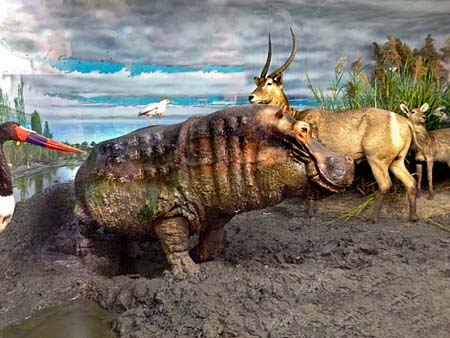 Ippopotamo