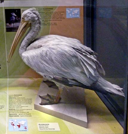 PellicanoRiccio2