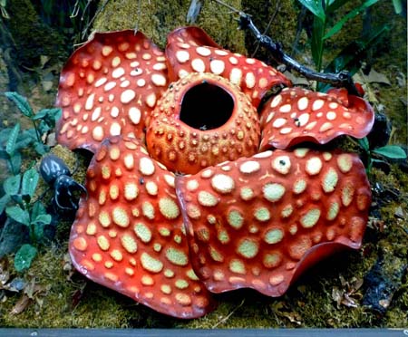 Rafflesia