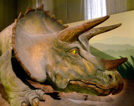 Triceratopo2