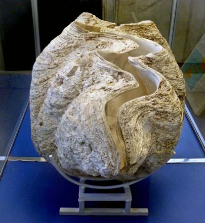 Tridacna