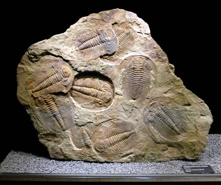 Trilobiti