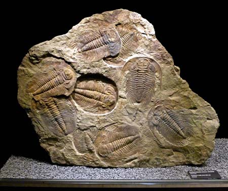 Trilobiti1