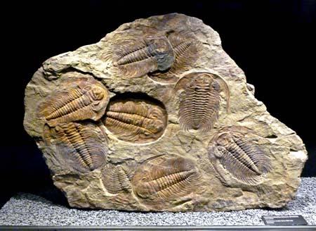 Trilobiti2