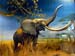 Elefante3