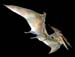 Pterodattilo1
