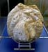 Tridacna