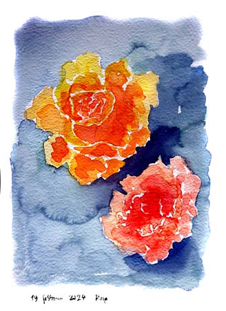 TAM Rose 19feb2024