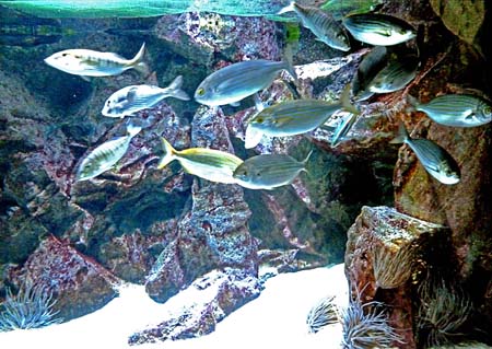 Acquario1