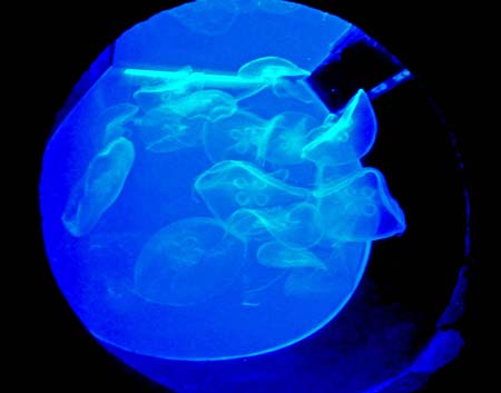 Acquario10 meduse