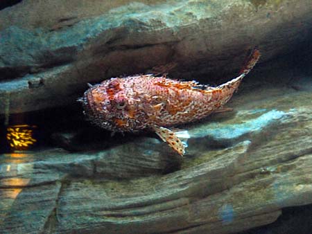 Acquario2 scorfano