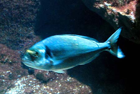 Acquario3