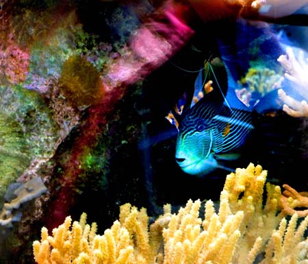 Acquario4