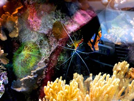 Acquario5