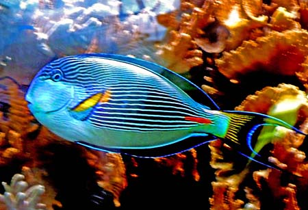 Acquario6