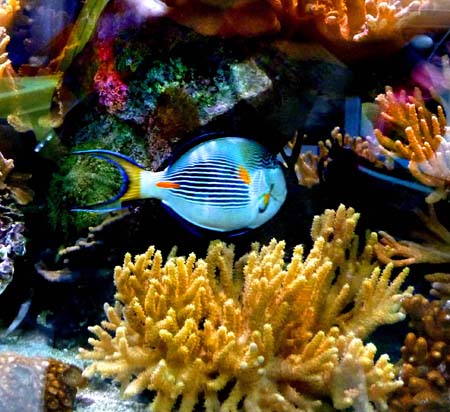 Acquario7