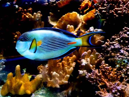 Acquario8