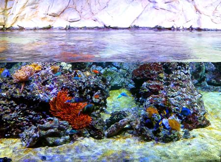 Acquario9