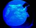 Acquario10 meduse