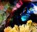 Acquario4
