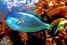 Acquario6