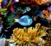 Acquario7