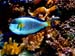 Acquario8