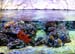 Acquario9