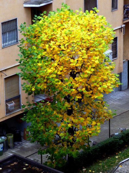 cortile2.jpg