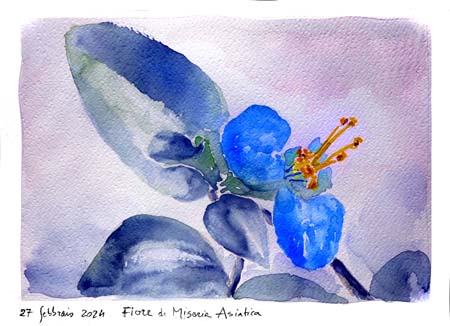TAM Fiore di Miseria Asiatica 27feb2024